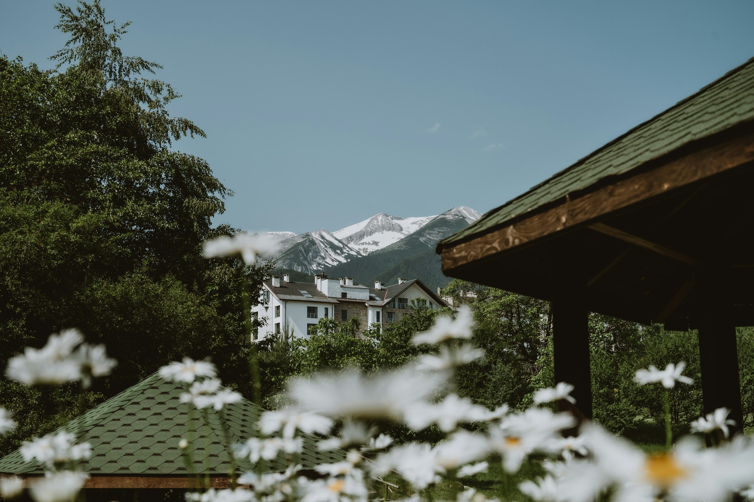 Flowers framing Bansko buildings and the Pirin Mountains