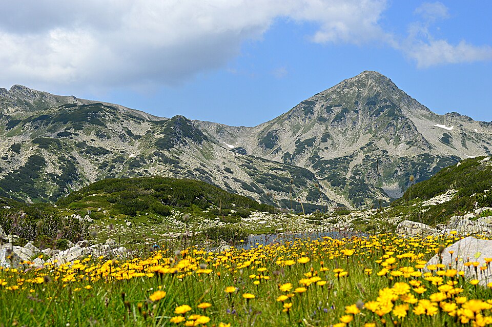 Summer flowers and mountain peaks in Pirin National Park